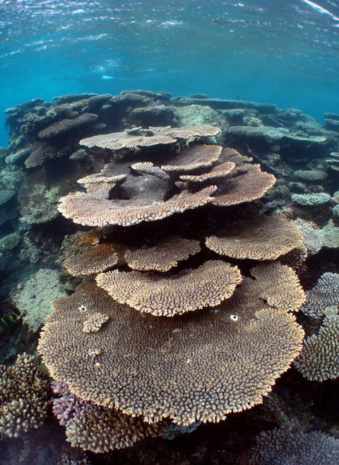Ningaloo Coral Bay â€“ Bayview - Accommodation Asia 6