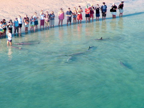 RAC Monkey Mia Dolphin Resort - Accommodation Asia 4