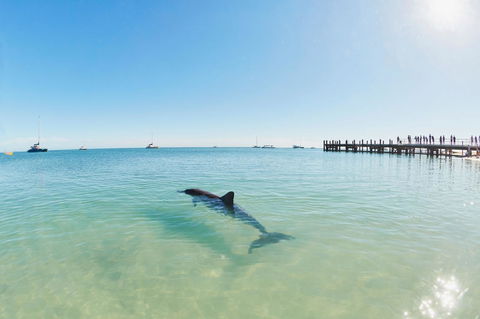RAC Monkey Mia Dolphin Resort - Accommodation Asia 1