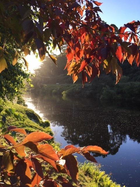 Forth River Cottage - Accommodation Guide 4
