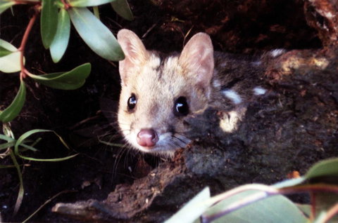 Cradle Mountain Love Shack - Accommodation China 16