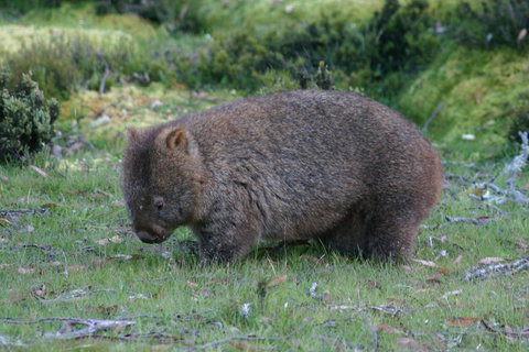 Cradle Mountain Love Shack - Accommodation China 27
