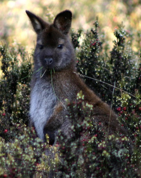 Cradle Mountain Love Shack - Accommodation China 21