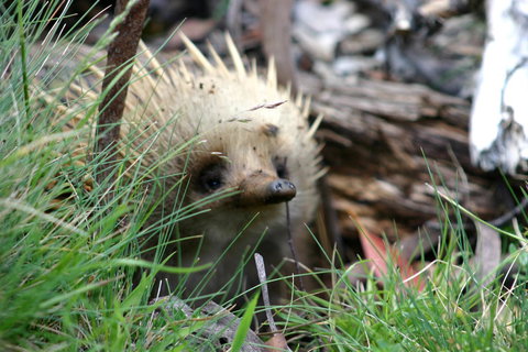 Cradle Mountain Love Shack - Accommodation China 23