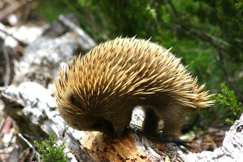 Cradle Mountain Love Shack - Accommodation China 22