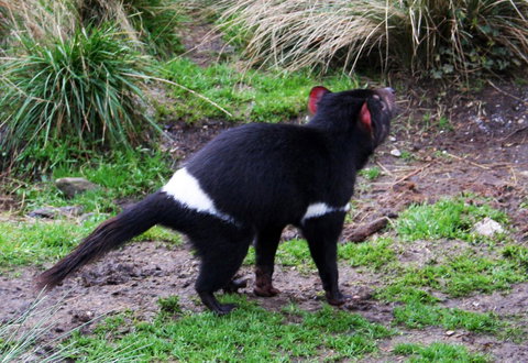 Cradle Mountain Love Shack - Accommodation China 18