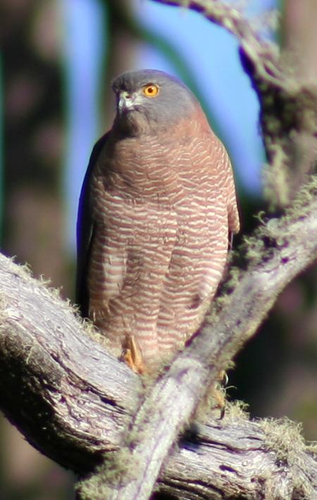 Cradle Mountain Love Shack - Accommodation China 13