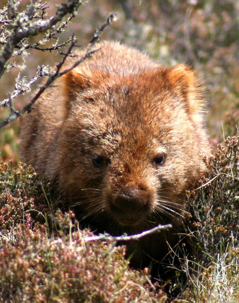 Cradle Mountain Love Shack - Accommodation China 24