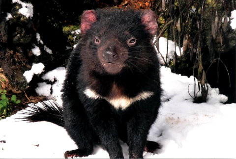 Cradle Mountain Love Shack - Accommodation China 17