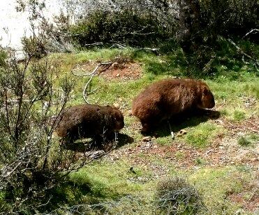 Cradle Mountain Love Shack - Accommodation China 26
