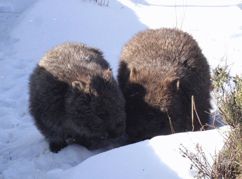 Cradle Mountain Love Shack - Accommodation China 25