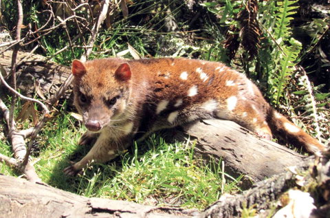 Cradle Mountain Love Shack - Accommodation China 15