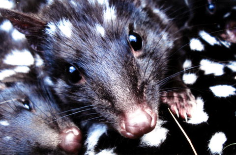 Cradle Mountain Love Shack - Accommodation China 20