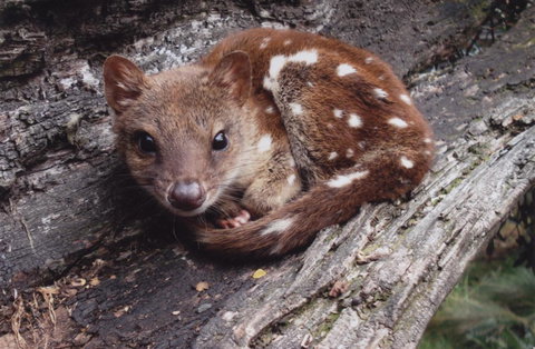 Cradle Mountain Love Shack - Accommodation China 19
