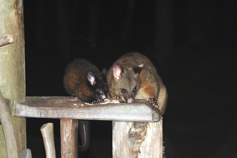Cradle Mountain Love Shack - Accommodation China 14