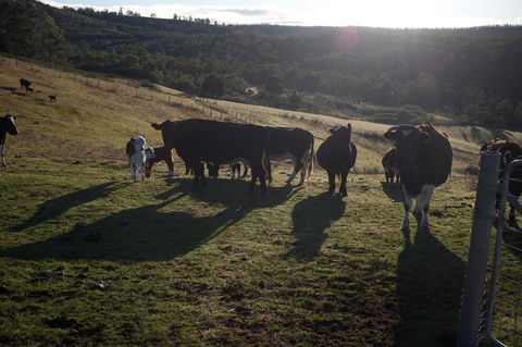 Hamlet Downs Country Accommodation - Accommodation Guide 24