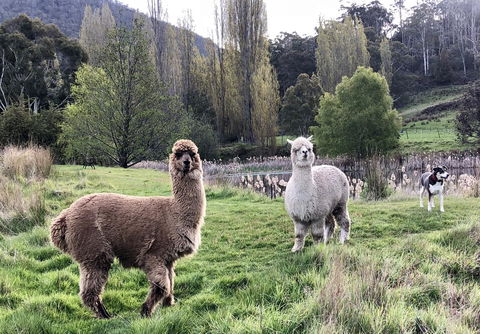 Hamlet Downs Country Accommodation - Accommodation Guide 6