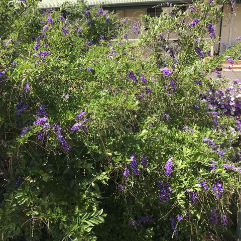 Oasis Motel - Accommodation Asia 3