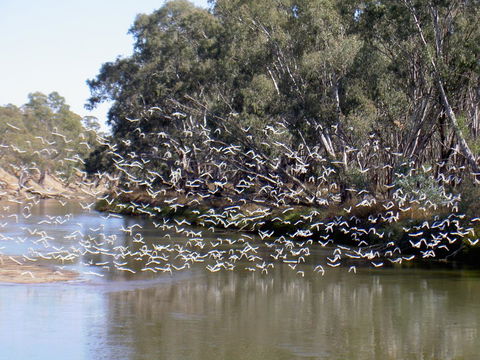 Paringa Grove Homestead - Accommodation Asia 3