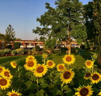 Quirindi Sunflower Motor Inn - Accommodation Asia