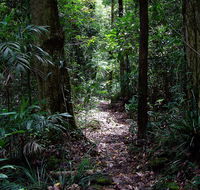 Springbrook Lyrebird Retreat - Accommodation Guide