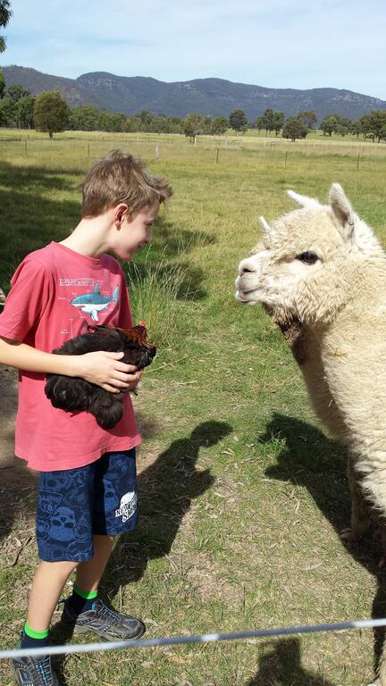 Starline Alpacas Farmstay Resort - Accommodation Asia 3