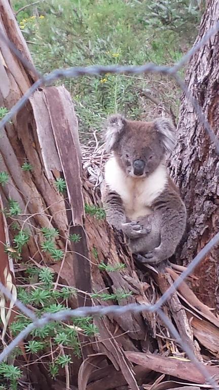 Stringybark Hills Retreat - Accommodation Guide 0