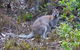 Eagles Rise Tasmania - thumb 11