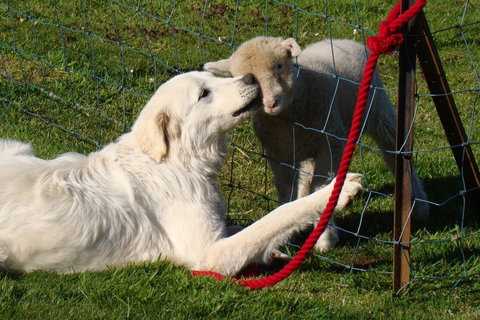 Buttons Cottage For Canyon & Rain Forest Walks With In House Dining - Accommodation Asia 32