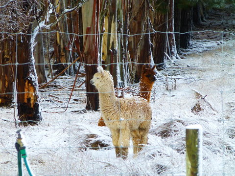 Quamby Pines Chalet - Accommodation China 13