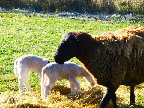 Quamby Pines Chalet - Accommodation China 5