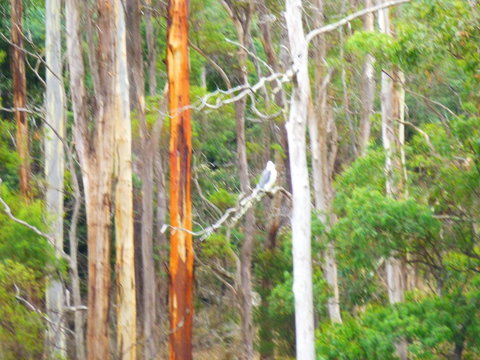 Quamby Pines Chalet - Accommodation China 11