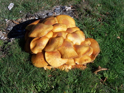 Quamby Pines Chalet - Accommodation China 12