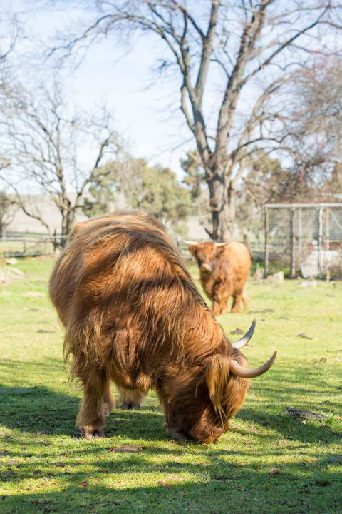 Ratho Farm - Accommodation Asia 4