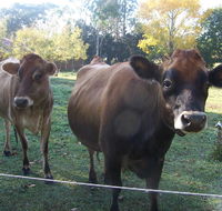 Drumreagh Bed  Breakfast Cabins - Accommodation Asia