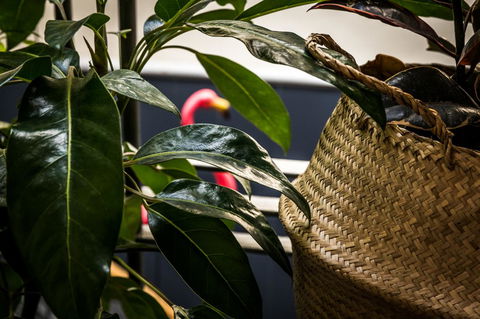 Alabama Hotel Hobart - Accommodation Guide 25