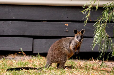 BIG4 Ingenia Holidays Phillip Island - Accommodation Asia 13