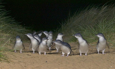 Phillip Island Apartments - Accommodation Guide 13