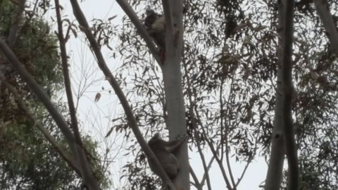 Wilsons Promontory Motel - Accommodation Asia 28