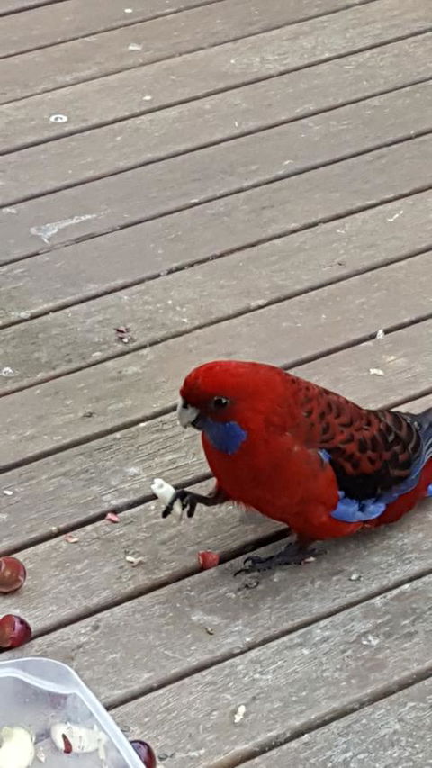 Wilsons Promontory Motel - Accommodation Asia 24