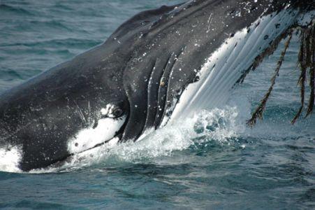 Wilsons Promontory Motel - Accommodation Asia 42