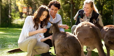 Balgownie Estate Yarra Valley - Accommodation Asia 10