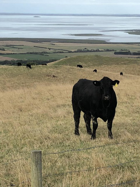 One Tree Hill Wilson Prom And Ocean Views - Accommodation Asia 17