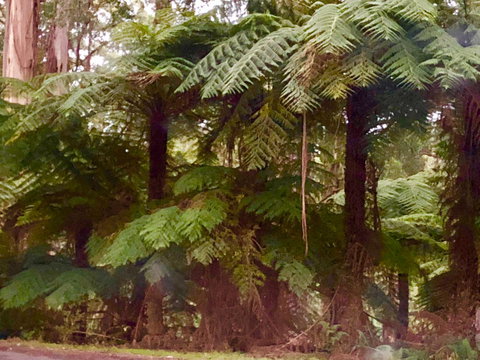 One Tree Hill Wilson Prom And Ocean Views - Accommodation Asia 16