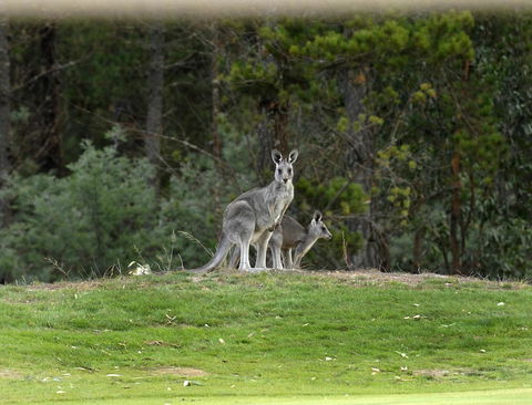 RACV Goldfields Resort - Accommodation Asia 20