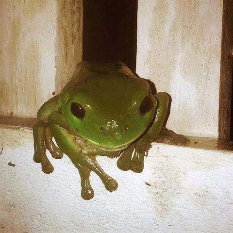 The Canungra Motel - Accommodation Asia 3