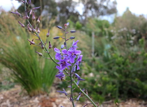 The Chocolate Lily Bed & Breakfast - Accommodation Asia 3