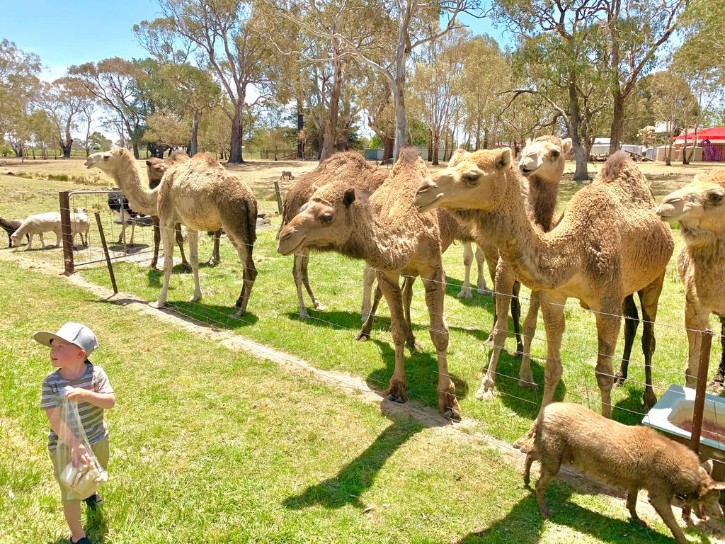 Spring Terrace NSW Accommodation Asia