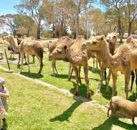 The Funny Farm - Animals / Churchhouse / Amazing Experience - Accommodation Asia