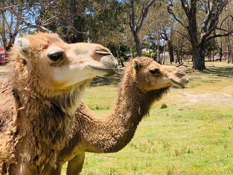 The Funny Farm - Animals / Churchhouse / Amazing Experience - Accommodation Asia 1